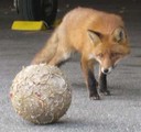 Räven leker med bollen